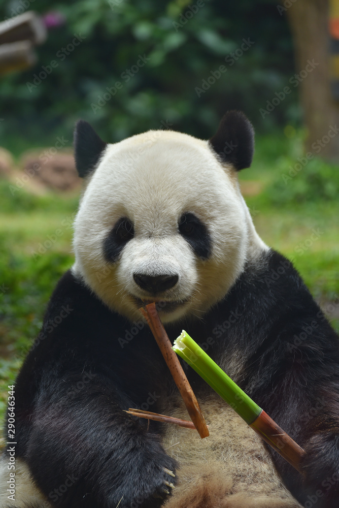 Obraz premium Cute little panda