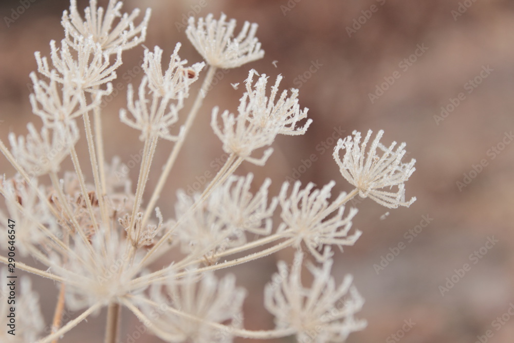 frozen flower on a beige background frozen flower on a beige background