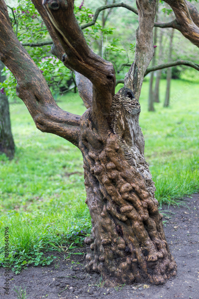 Obraz premium Curved tree trunk, forest, spring.