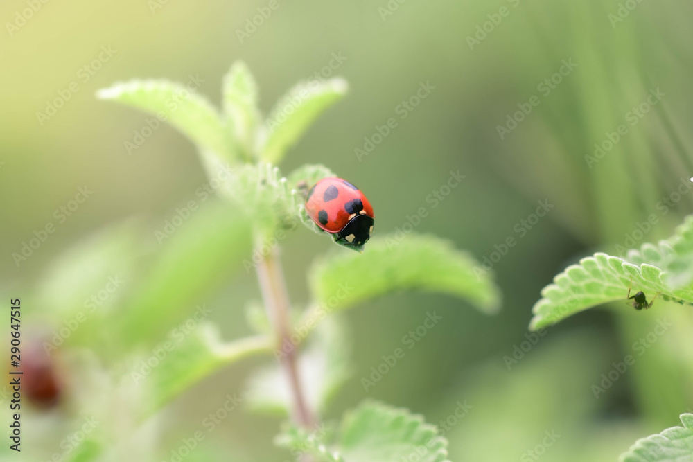 Fototapeta premium ladybug close-up with nature background, ladybug holding green leaf with legs. 