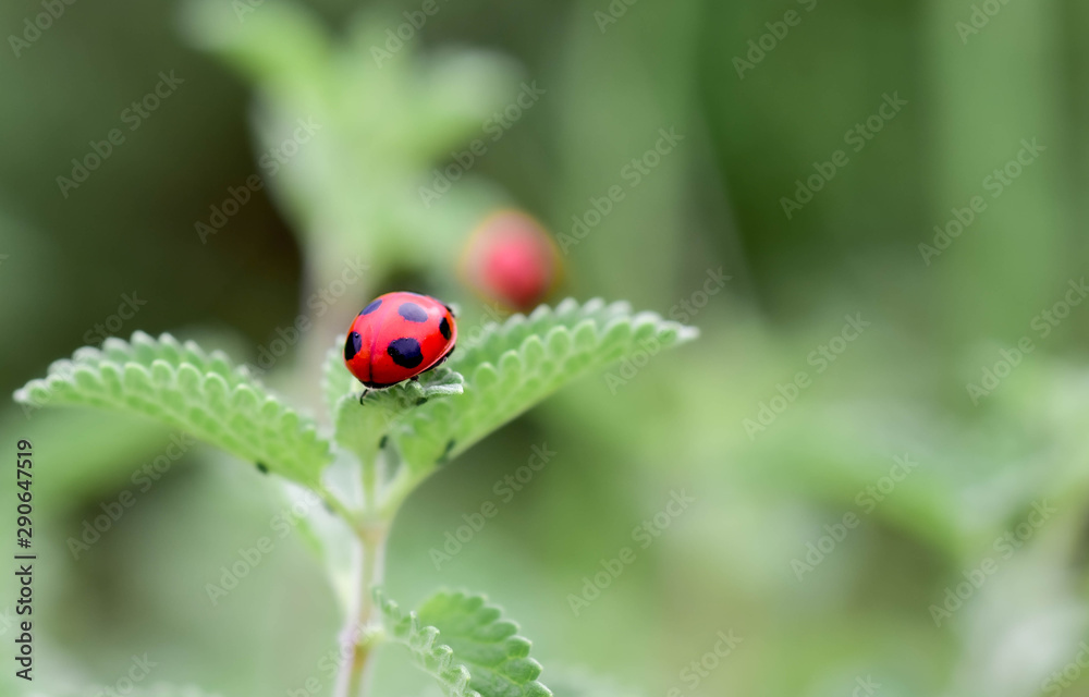 ladybug close-up with nature background, ladybug holding green leaf with legs.
ladybug close-up with nature background, ladybug holding green leaf with legs.