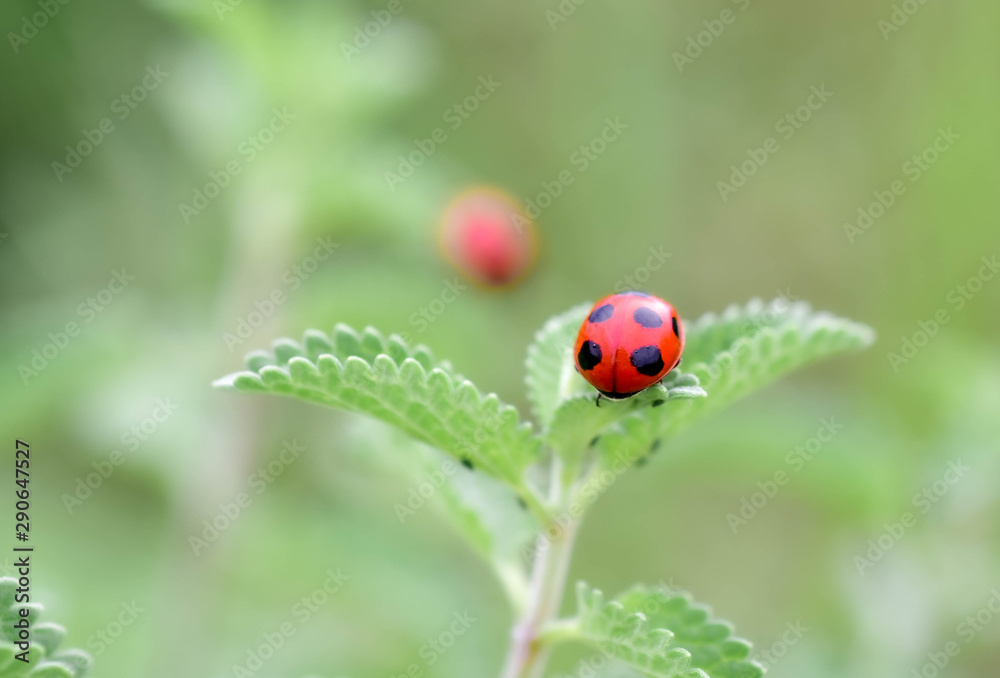 ladybug close-up with nature background, ladybug holding green leaf with legs.
ladybug close-up with nature background, ladybug holding green leaf with legs.