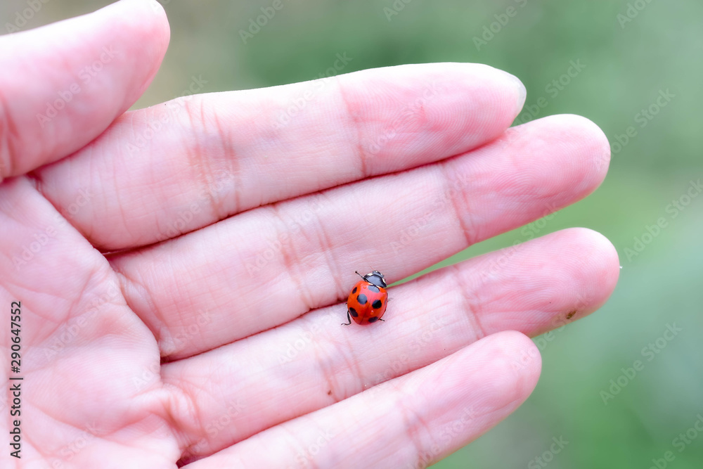Red in black spotted ladybug in the male hand on a green background
Red in black spotted ladybug in the male hand on a green background