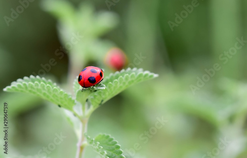 ladybug close-up with nature background, ladybug holding green leaf with legs. 