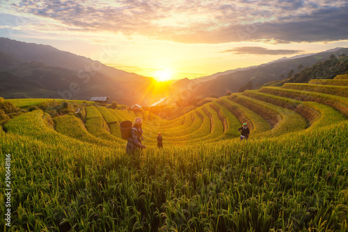 Mu Cang Chai town/Vietnam - Sep,04,2019: H'Mong women are working on the rice terrace, Rice fields on terraced in rainny season at Mu cang chai, Vietnam. Rice fields prepare for transplant at Vietnam