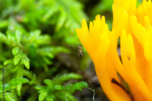 Fungus gnat, Mycetophilidae fly on yellow stagshorn, Calocera viscosa photo