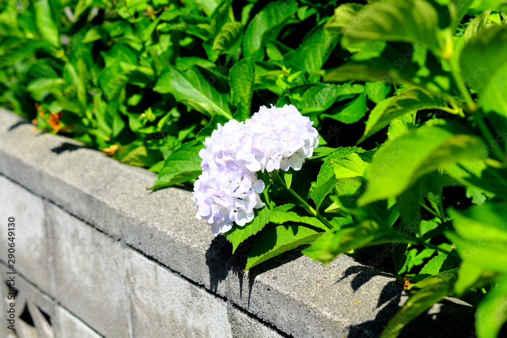 白い紫陽花 Stock 写真 Adobe Stock