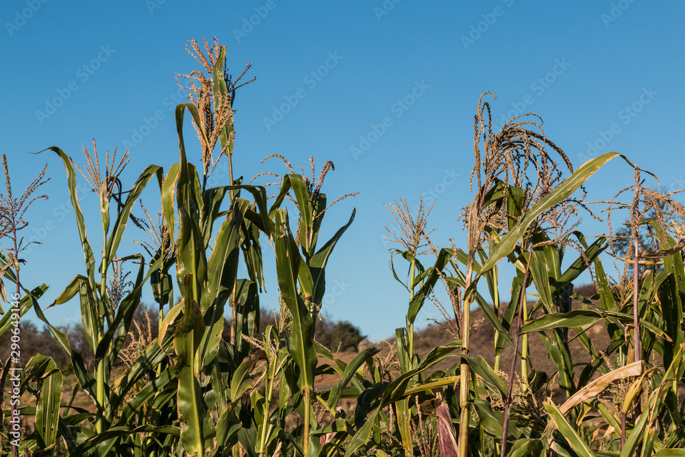Corn growing in a field with mountains in the background. Corn growing in a field with mountains in the background.