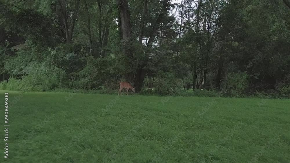 Following shot of Deer in forest area Following shot of Deer in forest area