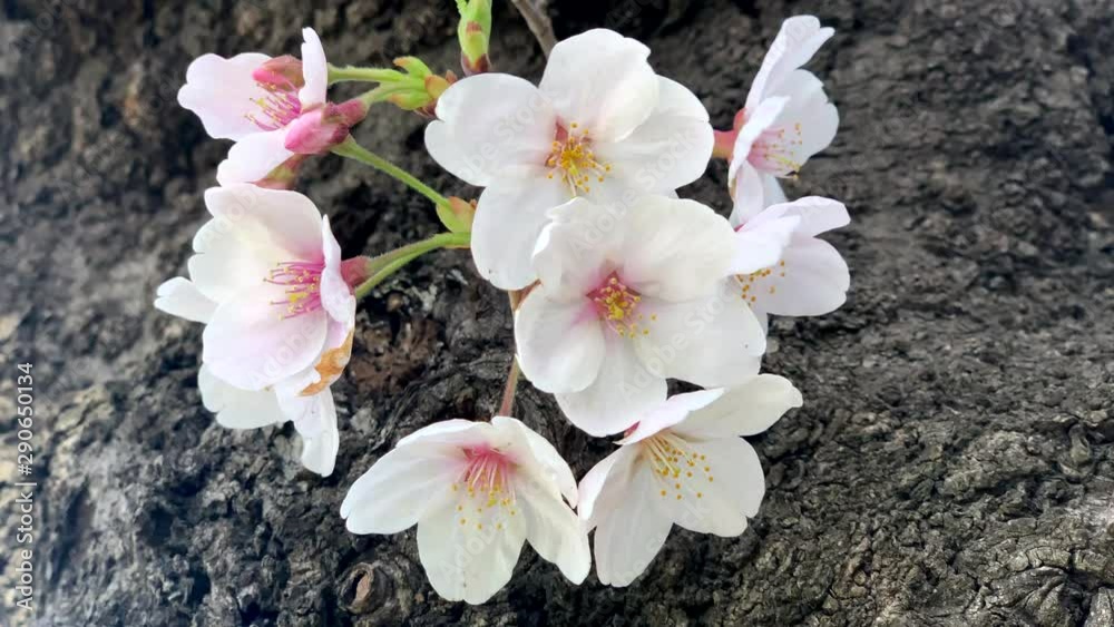 The wind moves the pink cherry blossoms on its branches at Sumida Park. Camera fixed, angle neutral, close up shoot. Daytime. (TOKYO, JAPAN - 4th April 2019). The wind moves the pink cherry blossoms on its branches at Sumida Park. Camera fixed, angle neutral, close up shoot. Daytime. (TOKYO, JAPAN - 4th April 2019).