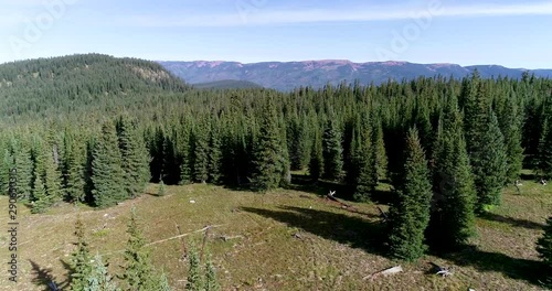 A drone shot approaching the dense pinewood forests of Colorado. photo