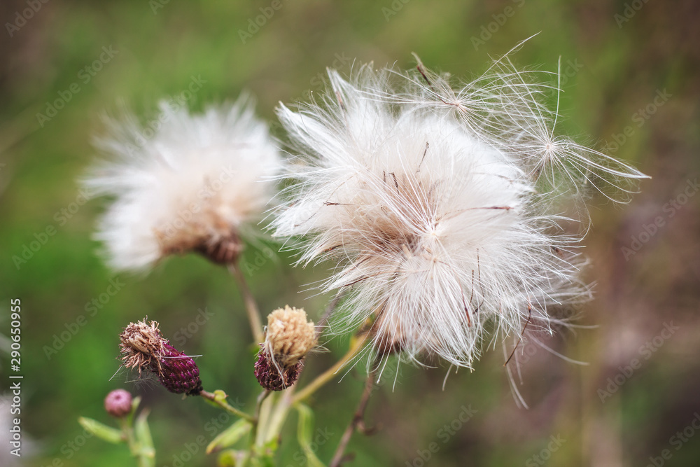 Fototapeta premium Fluffy spine on a green summer meadow.