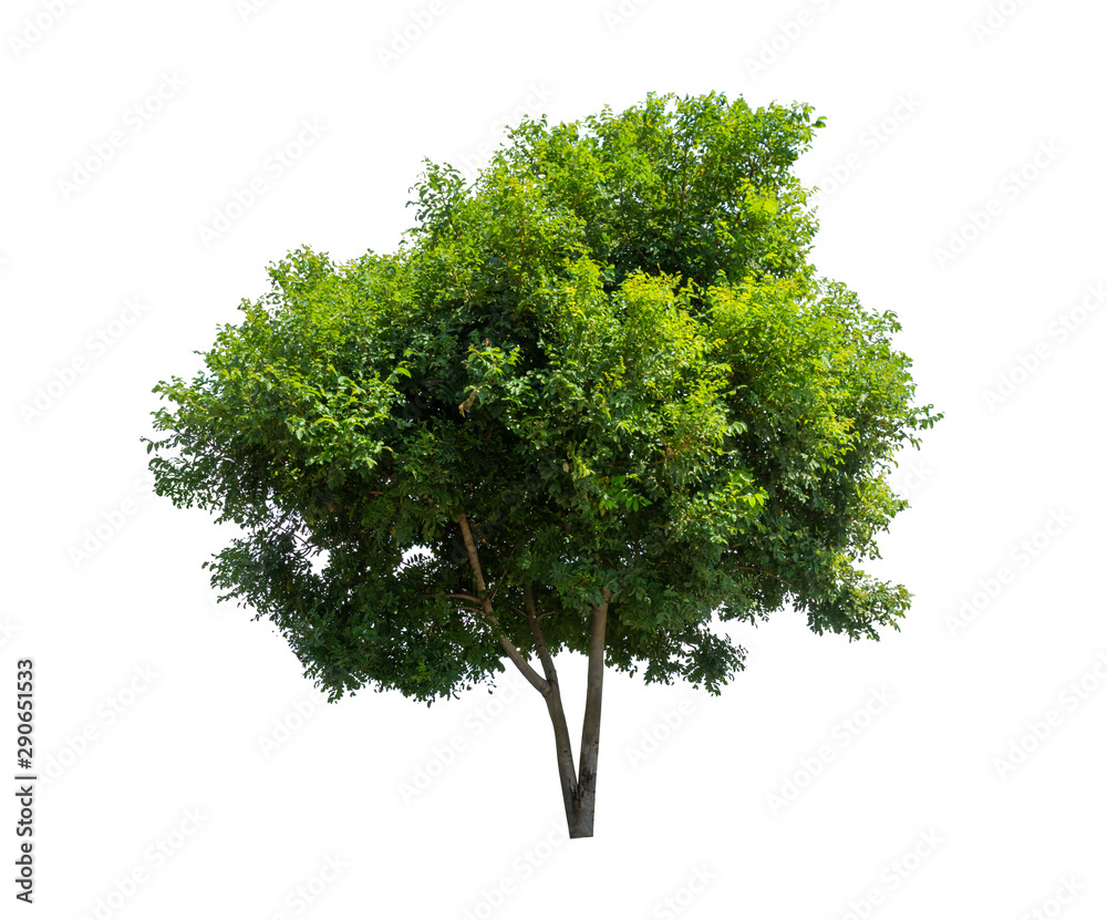 Fototapeta premium Isolated tree on white background