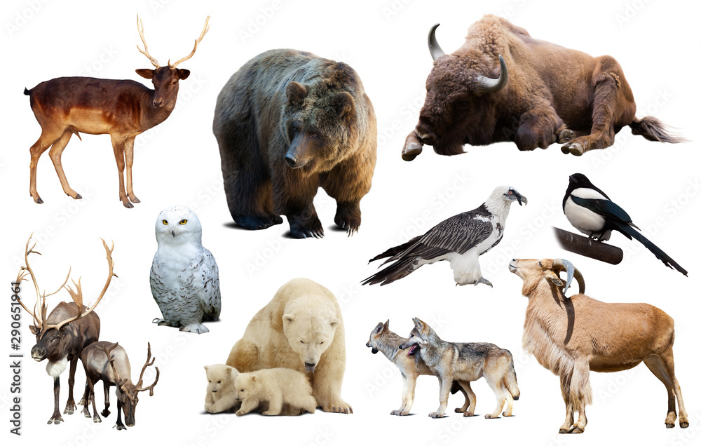 Obraz premium europe animals isolated