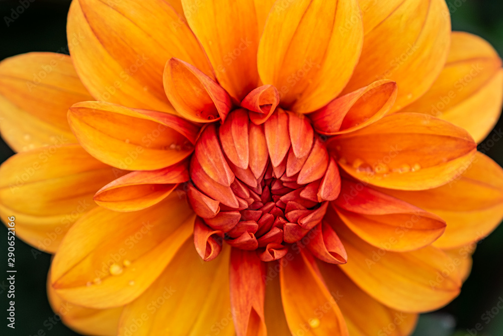 Orange dahlia flower with rain drops on it’s petals with a blurred dark green background.