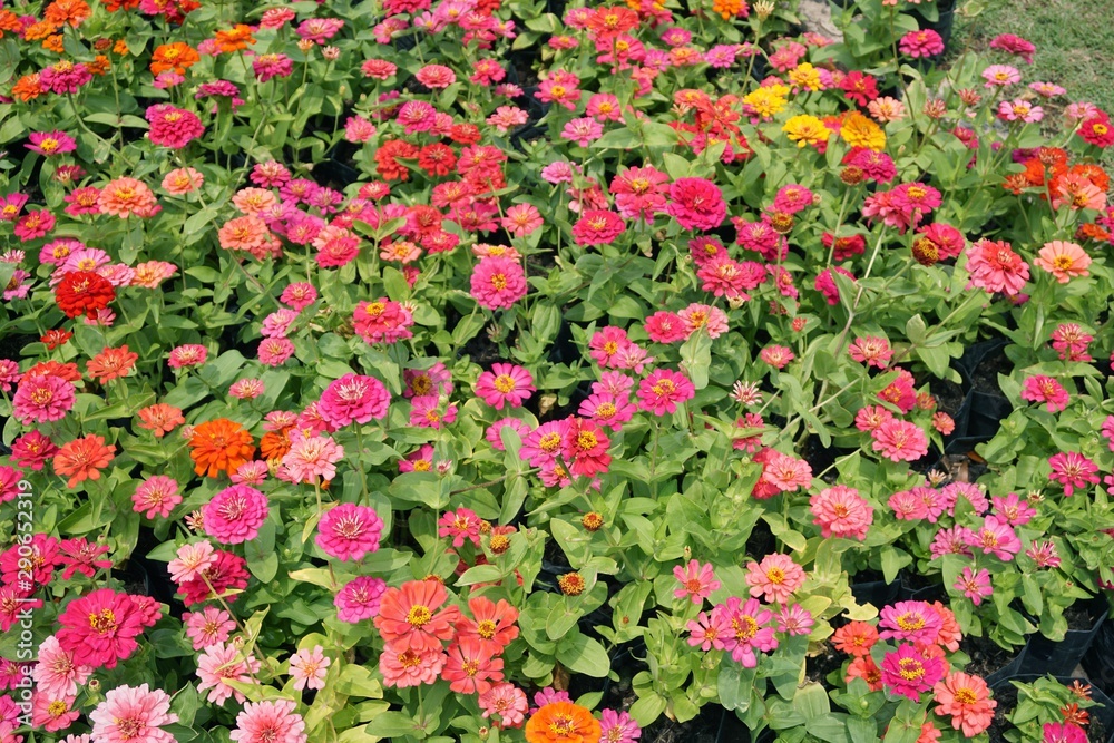 Zinnia elegans flower in nature garden