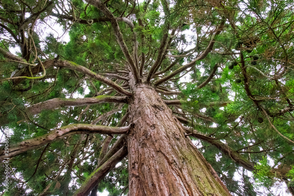 Fototapeta premium Looking up at the branches spread out from a very tall pine tree with it’s thick trunk in the foreground.