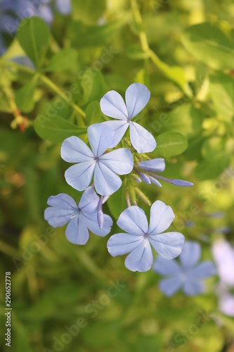 blue flowers on green background