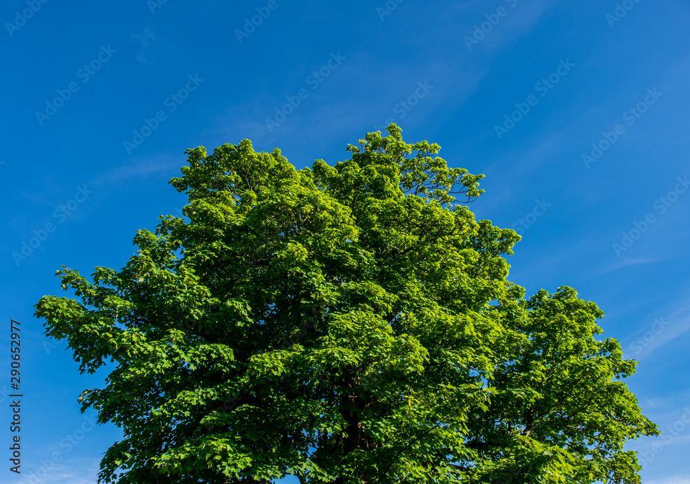A tree with bright green leaves is isolated with only the blue sky and some clouds in the background. A tree with bright green leaves is isolated with only the blue sky and some clouds in the background.