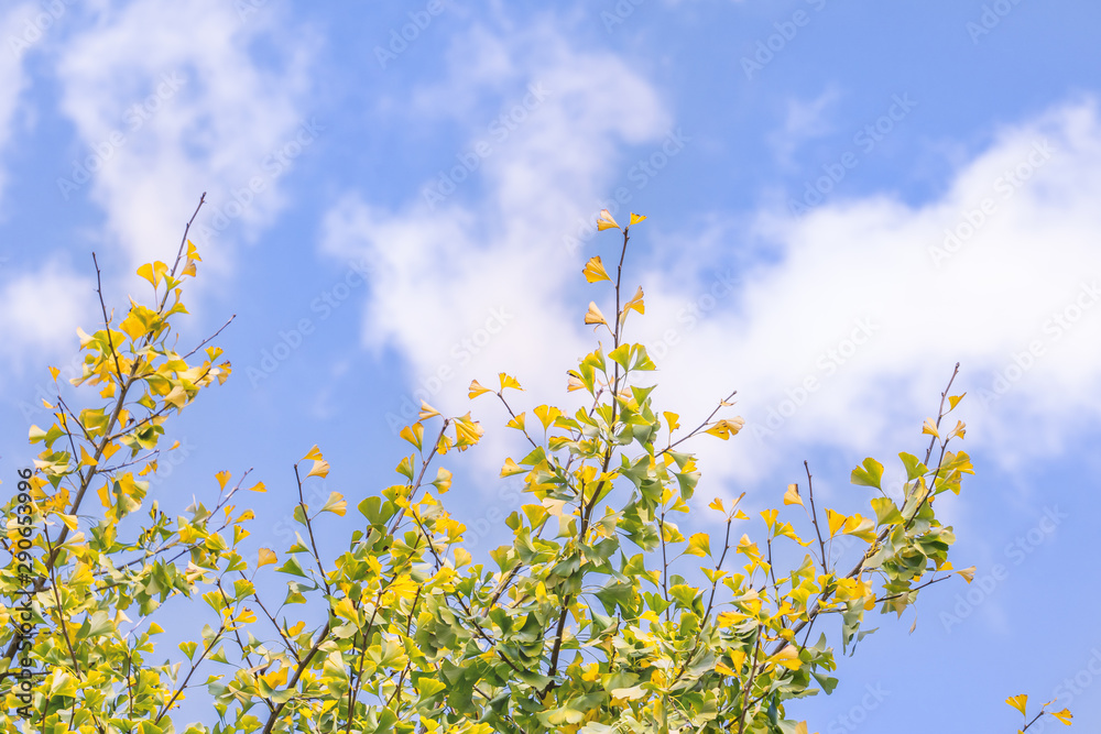 Design concept - Beautiful yellow ginkgo, gingko biloba tree leaf in autumn season in sunny day with sunlight, close up, bokeh, blurry background. Design concept - Beautiful yellow ginkgo, gingko biloba tree leaf in autumn season in sunny day with sunlight, close up, bokeh, blurry background.