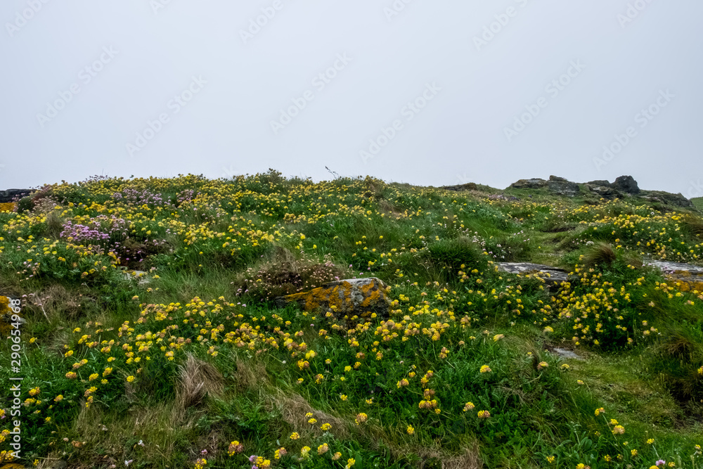 Long grass field with wild yellow flowers scattered  across the rocky hillside on an overcast and windy day in England, UK.