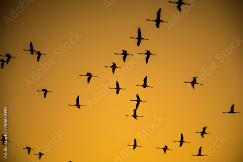 birds flying in the sky © mitesh
