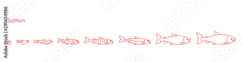 Stages of Atlantic salmon fish growth set. Coho fish from egg to fry. Sockeye aquaculture animation progression. Life cycle. Outline contour red line.