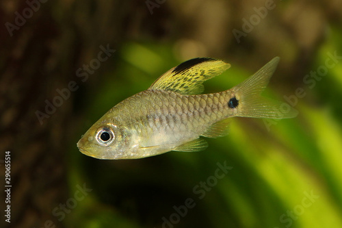 Drape finned barb Aquarium Fish Oreichthys crenuchoides neon highfin barb