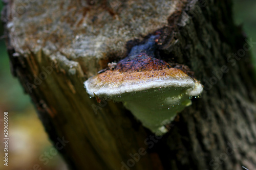 fungi parasites on the trunk of a fallen tree