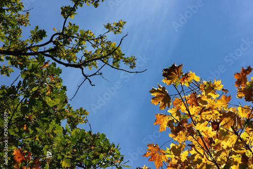 yellowed autumn leaves in a strong wind