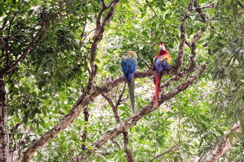 macaw bird  in Costa Rica