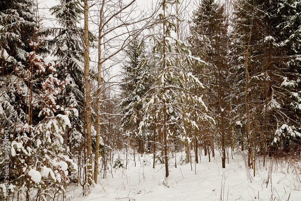 Fototapeta premium Snow covered trees in a winter forest
