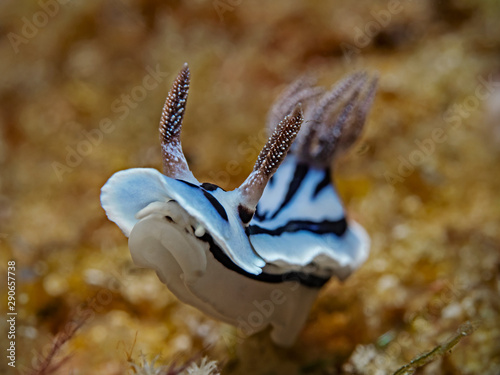 Willan`s Chromodoris Nudibranch (Chromodoris willani) photo