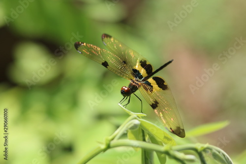 dragonfly on a leaf © ST.art