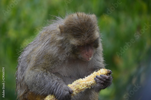 Guess there is one left? - Mother monkey enjoying sweetcorn on road side 