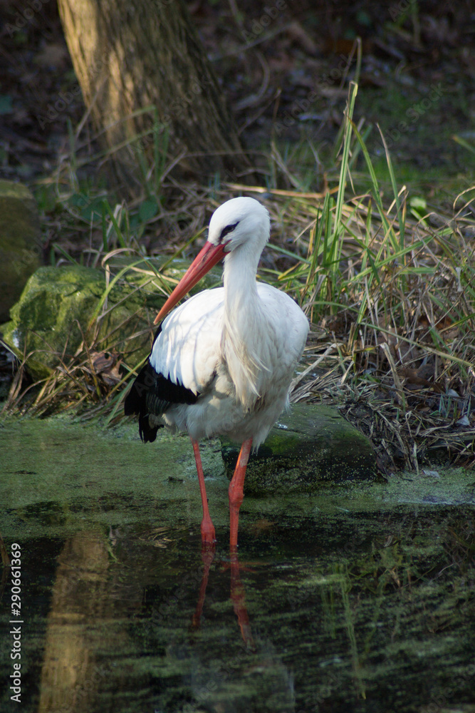 Fototapeta premium Stork