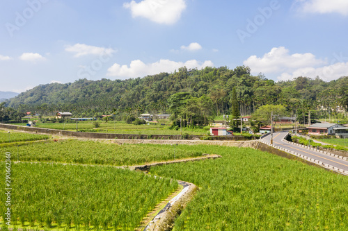 water bamboo(zizania latifolia) farm