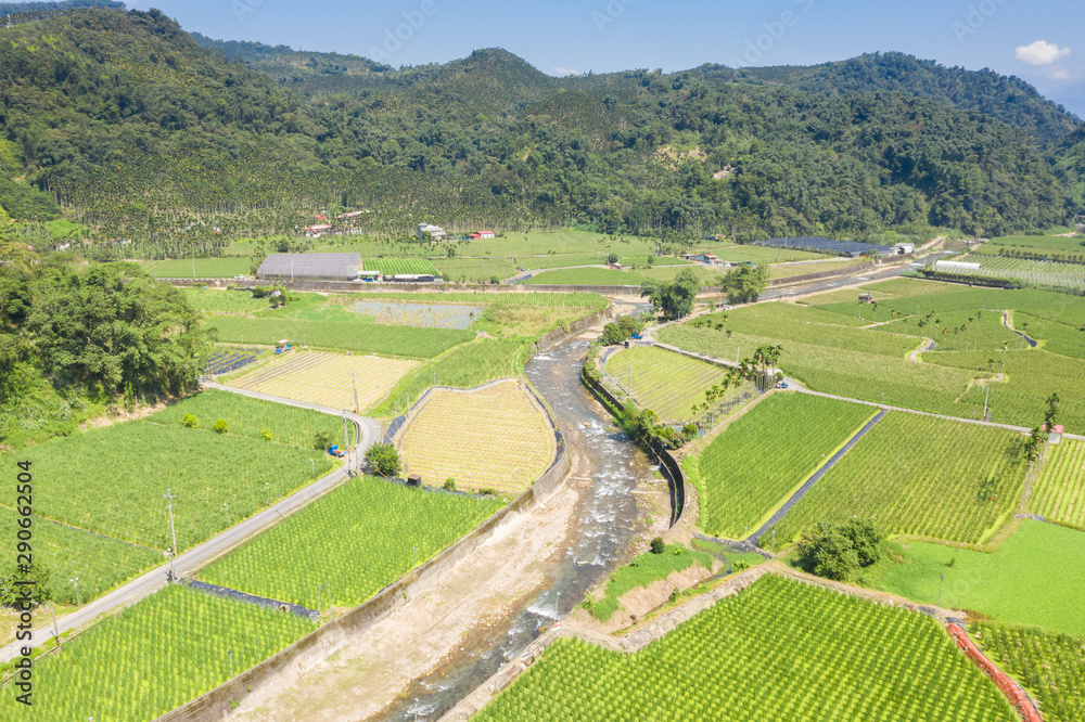 Fototapeta premium water bamboo(zizania latifolia) farm