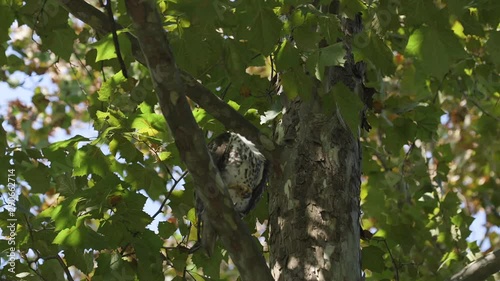 Hawk in a tree, flying away. Closeup. 35 sec/24 fps. 40% speed. photo