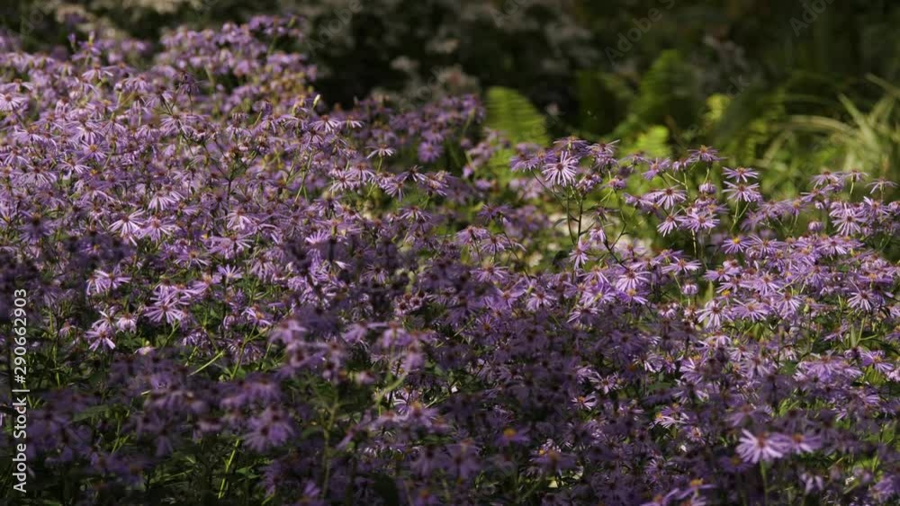 Lilac Flower Field Of Pericallis In The Forest, With Shallow Depth Of Field Lilac Flower Field Of Pericallis In The Forest, With Shallow Depth Of Field
