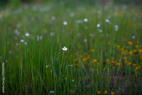 White daisies out of the grass