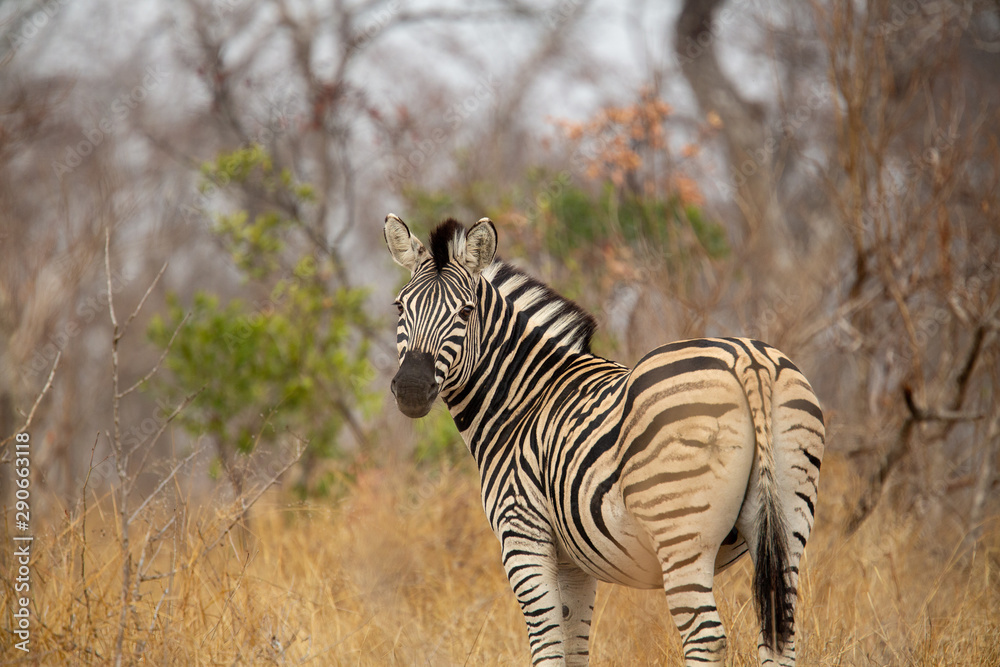 Fototapeta premium Zebra Crossing the road
