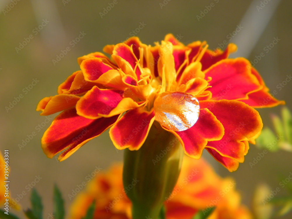 Fototapeta premium Blumenperle