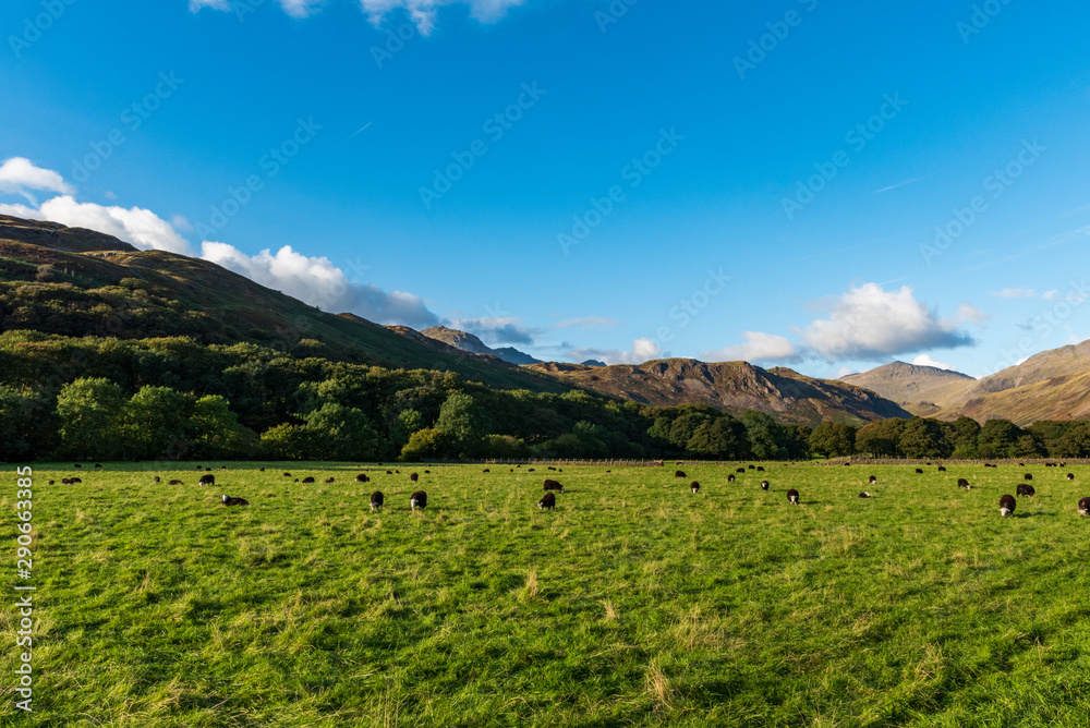 Fototapeta premium Sheep with white heads and black bodies are seen eating on a grass field in the countryside as the brown hills in the background are lit up by the sun, on a partially sunny day in the Lake District