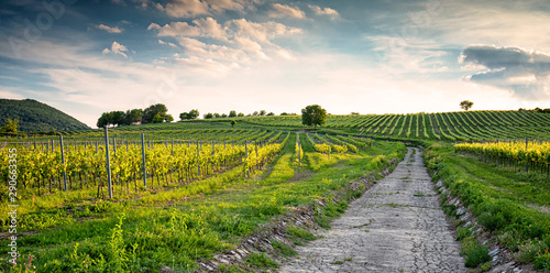 Vineyards in Villány region, Hungary