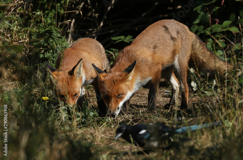 Two hunting hungry wild Red Foxes  Vulpes vulpes  standing at the entrance to their den.