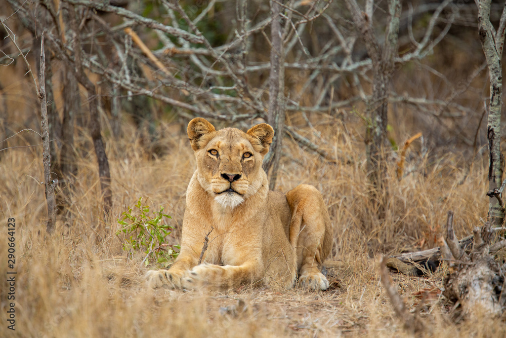 Fototapeta premium A pride of three young female lions killing a warthog