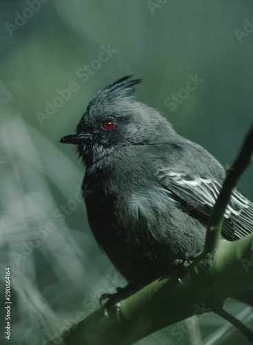 Phainopepla (Phainopepla Nitens) Male photo