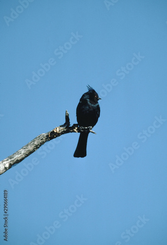 Phainopepla (Phainopepla Nitens) Male