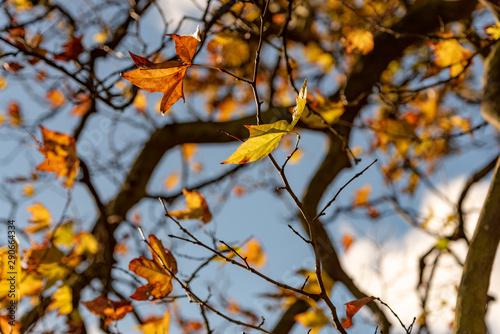 Sun lights up the Autumn leaves still hanging on the tree branches on a partially sunny day in England, UK.